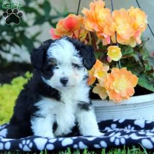 Lewis-Toy, Mini Aussiedoodle Puppy
