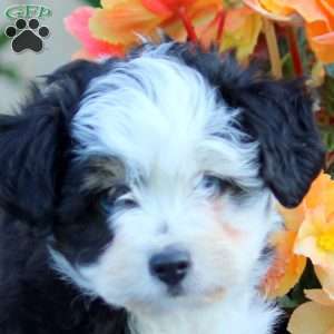 Lewis-Toy, Mini Aussiedoodle Puppy