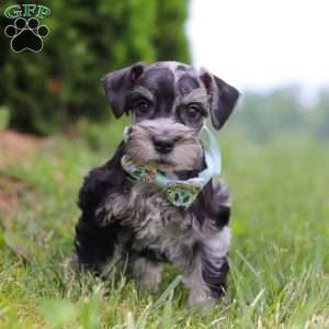 Liam, Miniature Schnauzer Puppy