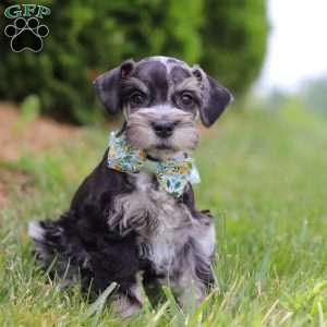 Liam, Miniature Schnauzer Puppy