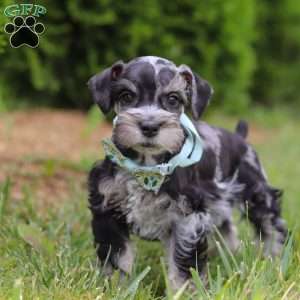 Liam, Miniature Schnauzer Puppy