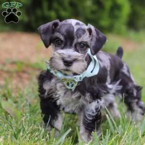 Liam, Miniature Schnauzer Puppy
