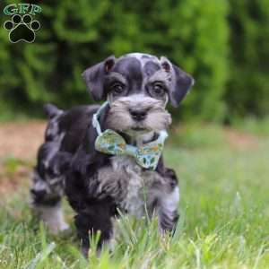 Liam, Miniature Schnauzer Puppy