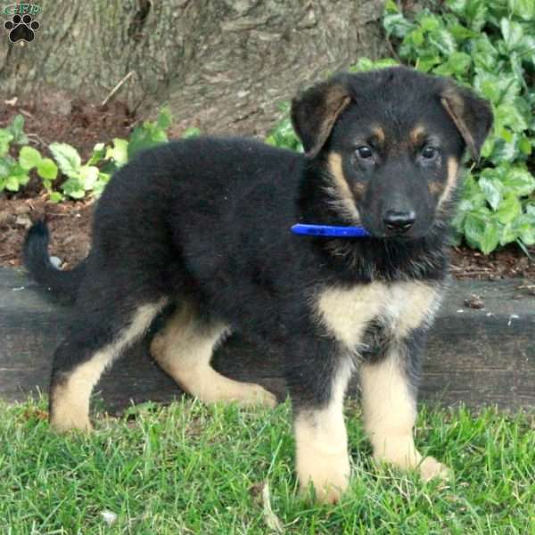 Liam, German Shepherd Puppy