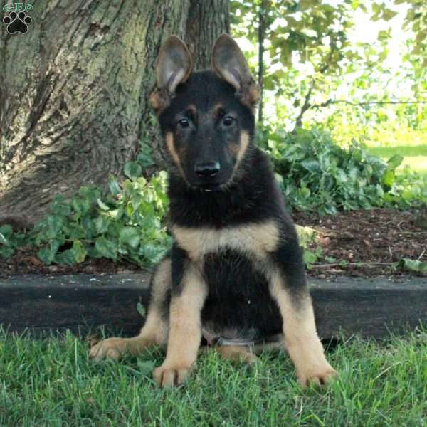 Liam, German Shepherd Puppy