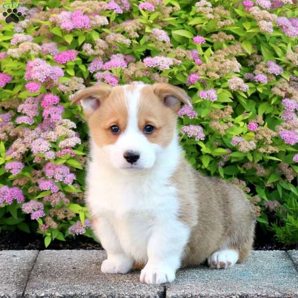 Liam, Pembroke Welsh Corgi Puppy