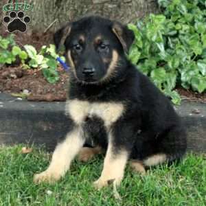Liam, German Shepherd Puppy