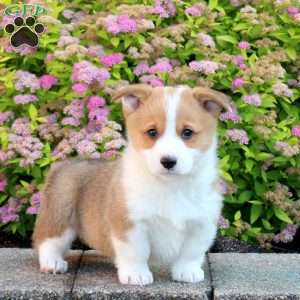 Liam, Pembroke Welsh Corgi Puppy
