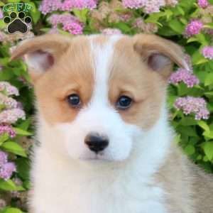 Liam, Pembroke Welsh Corgi Puppy
