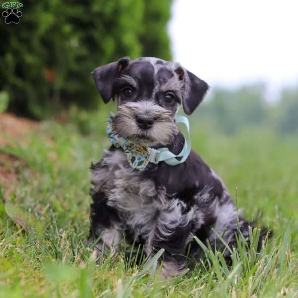 Liam, Miniature Schnauzer Puppy