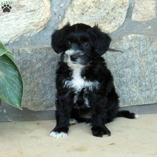 Libby, Yorkie Poo Puppy