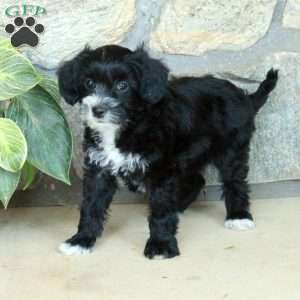 Libby, Yorkie Poo Puppy