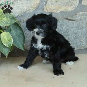Libby, Yorkie Poo Puppy
