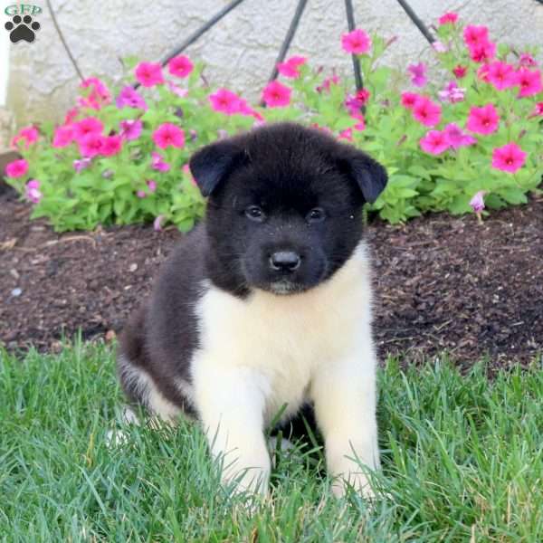 Lila, Akita Puppy