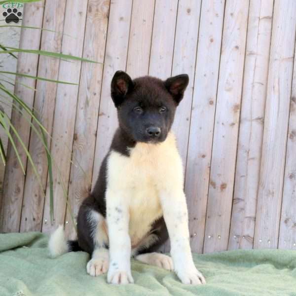 Lila, Akita Puppy