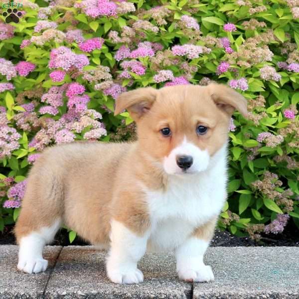 Lila, Pembroke Welsh Corgi Puppy