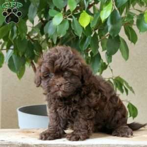Lila, Shih-Poo Puppy