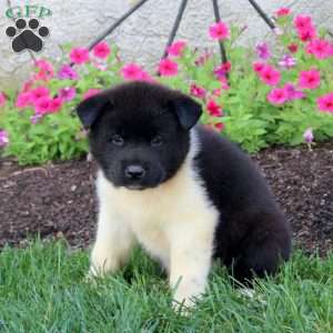 Lila, Akita Puppy