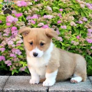 Lila, Pembroke Welsh Corgi Puppy