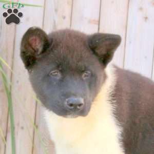 Lila, Akita Puppy