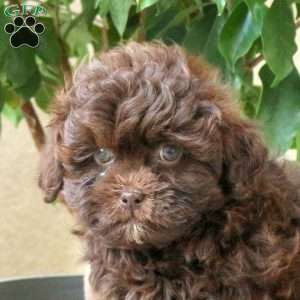 Lila, Shih-Poo Puppy