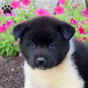 Lila, Akita Puppy