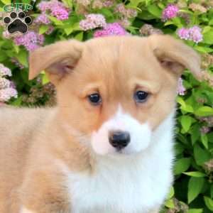 Lila, Pembroke Welsh Corgi Puppy