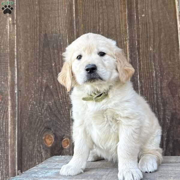 Lila, Golden Retriever Puppy