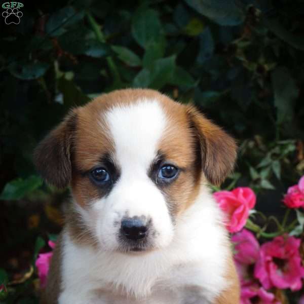 Lila, Welsh Corgi Mix Puppy