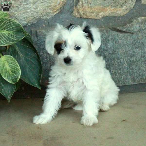 Lilac, Yorkie Poo Puppy