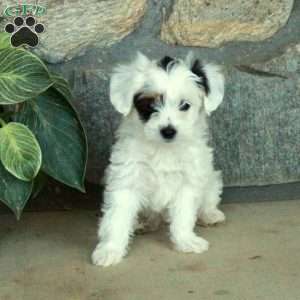 Lilac, Yorkie Poo Puppy