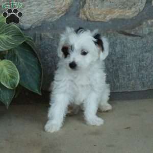 Lilac, Yorkie Poo Puppy