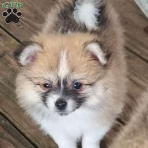 Lilly-TinyToy, Pomeranian Puppy