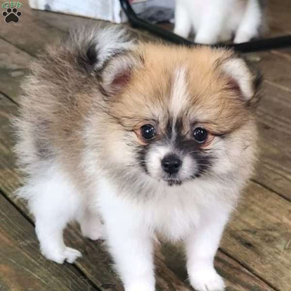 Lilly-TinyToy, Pomeranian Puppy