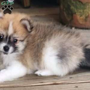 Lilly-TinyToy, Pomeranian Puppy