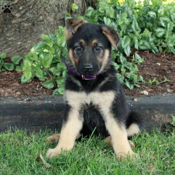 Lilo, German Shepherd Puppy