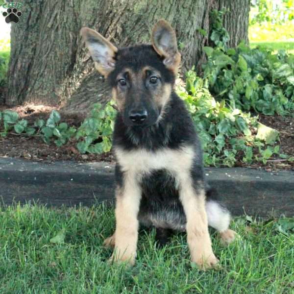 Lilo, German Shepherd Puppy