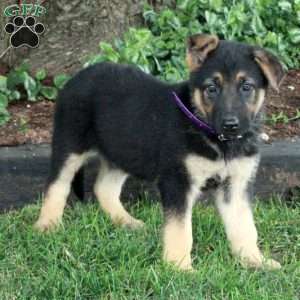 Lilo, German Shepherd Puppy