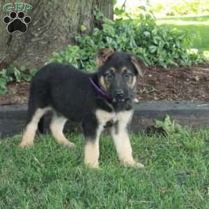 Lilo, German Shepherd Puppy