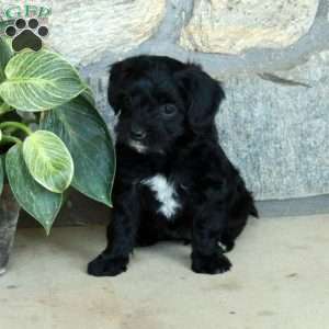 Lilo, Yorkie Poo Puppy