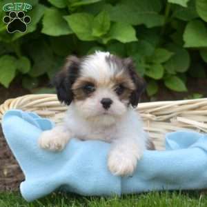 Lilo, Cava-Tzu Puppy