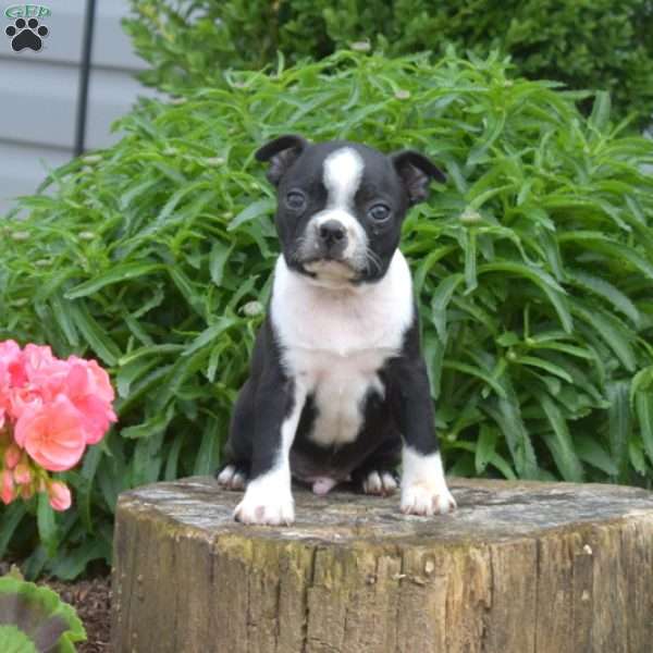 Lilo, Boston Terrier Puppy