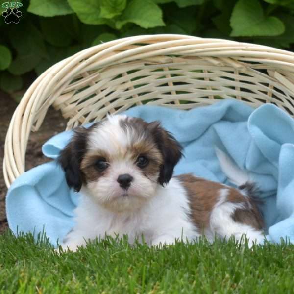 Lilo, Cava-Tzu Puppy