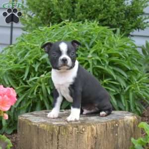 Lilo, Boston Terrier Puppy