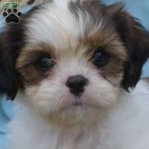 Lilo, Cava-Tzu Puppy