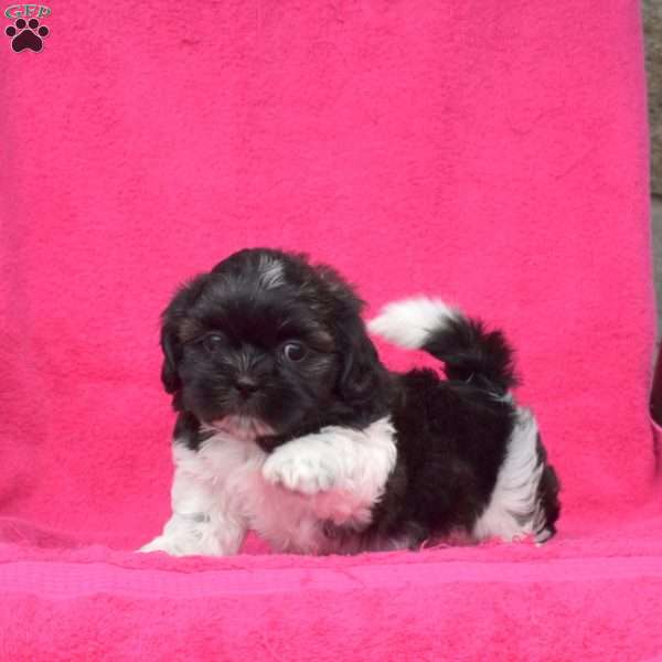 Lily Belle, Shih Tzu Puppy