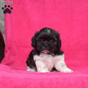 Lily Belle, Shih Tzu Puppy