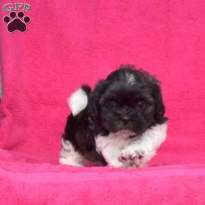 Lily Belle, Shih Tzu Puppy