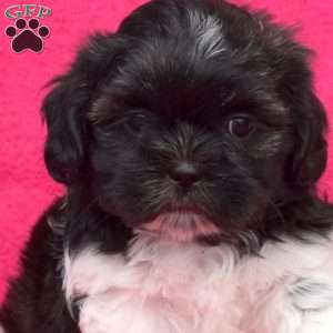 Lily Belle, Shih Tzu Puppy