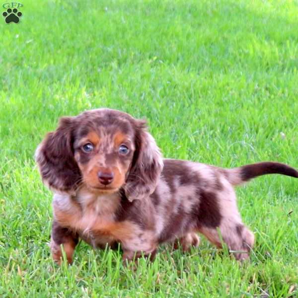 Lily, Dachshund Puppy
